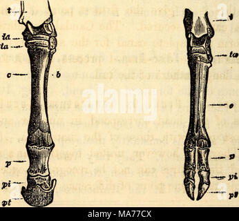 . Elementare Anatomie und Physiologie: für Hochschulen, Akademien und anderen Schulen. Hinterfüße von Pferd, t. Tibia,. und Fuß des Hirsches. (Vertreter lassen - zu'. Tarsus, C. Hintermittelfuss oder Canon Knochen. tern der6ame wie in der letzten Abbildung.) 8. Rudimentären Knochen, s., Pi., Pt., erster, zweiter und dritter Phalangen. Stockfoto