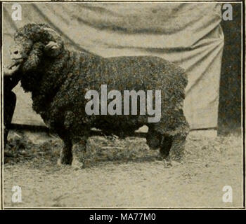 . Elementare Landwirtschaft. Fici. L'l". Eine Merino ram. Jede andere Nutztiere mit Ausnahme von Geflügel. Ein paar Schafe werden ihren Weg zahlen und Geld für ihre Besitzer auf eine Farm, die nicht nass und sumpfig. Sie werden nicht auf Niedrig, feuchten Boden gedeihen. Neben ihren Fleece und Hammel-, die Knochen sind für Düngemittel verwendet. Die Felle machen das Leder für Stiefel und Schuhe. Der Talg ist in Kerzen, und die Schläuche von den Därmen sind in Saiten für Musikinstrumente. Zwei Arten von Schafen. Wir erheben zwei verschiedene Arten von Schafen, weil diejenigen, die die beste Wolle produzieren nicht die besten Hammel. Wenn ein Landwirt ich Stockfoto