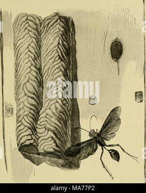 . Elementare Entomologie. Abb. 418. Schlamm - dauber Wasp {Pelopaeiis sp.) und Nest. (Natürliche Größe) (nach Linville und Kelly) Holz, oder verwenden häufig die verlassenen Fuchsbau einiger anderer Insekten (wie einige der Bienen, die ähnliche Gewohnheiten haben), können Sie diese Bereitstellung mit Fliegen, Spinnen und Insekten. Die Echten Wespen (Vespina) kann sich von der Digger unterschieden - Wespen werden durch die Flügel auf dem Rücken wie ein Ventilator gefaltet im Ruhezustand ist und die Beine sind nicht zu graben, von Stacheln und Borsten angepasst. Der einsame - Wespen {Enmenidae) ähneln den Stockfoto