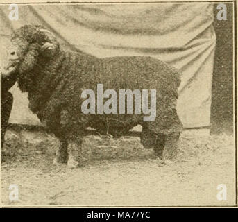 . Elementare Landwirtschaft. Abb. 21. Eine Merino ram. Jede andere Nutztiere mit Ausnahme von Geflügel. Ein paar Schafe werden ihren Weg zahlen und Geld verdienen für ihre Besitzer auf jedem Bauernhof tliat ist nicht naß und sumpfig. Sie werden nicht auf Niedrig, feuchten Boden gedeihen. Neben ihren Fleece und Hammel, die honleisten sind für Düngemittel verwendet. Die Felle machen das Leder für Stiefel und Schuhe. Der Talg ist in Kerzen, und die Schläuche von den Därmen sind in Saiten für Musikinstrumente. Zwei Arten von Schafen. Wir erheben zwei verschiedene Arten von Schafen, weil diejenigen, die die beste Wolle produzieren nicht die besten Hammel. Wenn ein Landwirt ist Stockfoto