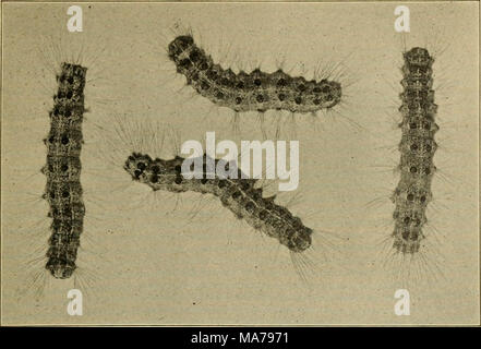 . Elementare Entomologie. Abb. 322. Gypsy - Nachtfalter Raupen. (Natürliche Größe) (nach Britton) die Rinde in der Nähe der Kokon. Die Raupe ist zwei und Halb Zoll langen Wenn voll gewachsen, von einem dunklen, rußigen Farbe, etwas Haar)", und mit einer Reihe von fünf Paare von Blau und sechs Paar rote Knolle - Cles in der Mitte der Rückseite, die es von allen anderen COM-mon-Raupen unterscheiden. Die brown-tail Motten sind Reinweiß, mit einem braunen Büschel von Haaren, die sich an der Spitze des Abdomens, die bei den weiblichen. Beide Geschlechter sind starke Flyer und sind leicht vom Wind getragen. Die Eier werden in einem m Stockfoto