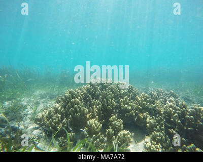 Underwater Coral Reef Hintergrund in Bali. Stockfoto