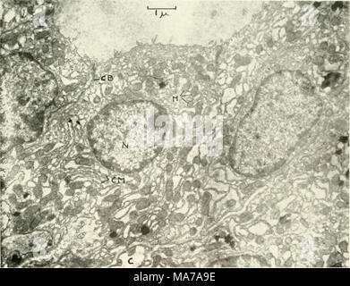 . Elektronenmikroskopie; Verfahren der Konferenz von Stockholm, September, 1956. Abb. I. Umfrage Bild der Maus Schilddrüse Zellen mit der Follikel (oberste), Zelle Grenze (CB), Mitochondrien (M). Intra-Cytoplasmatischen zellulären Membranen (CM), Kerne (N) und Kapillarrohr (C). Vergrößerung 12.000. Stockfoto