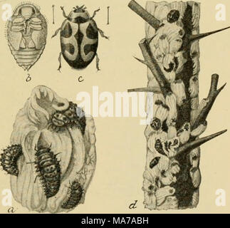 . Elementare Entomologie. Abb. 240. Australische Marienkäfer - Käfer (JVovius cardinalis), der Feind des weißen Skala. (Natürliche Größe) a, Marienkäfer lan'ae Fütterung auf erwachsene Frau und Ei sac;/', Puppe; c, erwachsene Marienkäfer; d, orange Zweig, mit Skalen und Marienkäfer. (Nach Marlatt, Landwirtschaftsministerium der Vereinigten Staaten von Amerika) Stockfoto