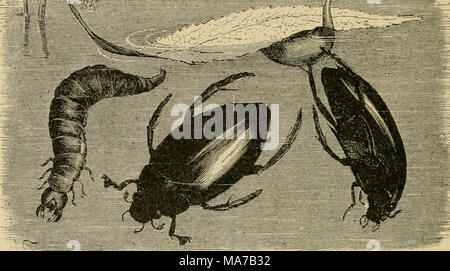 . Elementare Entomologie. Abb. 199. Wasser - scavenger Käfer [Ilydrophilits sp.), Larven, und besondere ei Masse auf Blatt (nach Brehm) Aas-Käfer (Silphidae). Wo immer ein totes Tier hat. Links ausgesetzt worden, die AAS-oder vergraben - Käfer gefunden Fütterung auf" Es werden. Die com-mon-AAS-Käfer der Gattung SilpJia sind einer breiten, ovale Form, viel abgeflacht, mit kleinen Köpfen, und Futter unter das Auto - Rion. Die begraben - Käfer {Xccropliorus) sind viel größer, von einem Zoll zu einem Zoll lang, mit dicken, Stout, der rechteckige Körper, und mit großen,,,,,, Köpfe. Die gemeinsame spe-A b Stockfoto