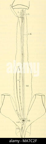 . Die knorpelfischen Fische. Abb. 251. Urogenitales System der unreifen Heptanchiis maculattis. (Frances Torrey, orig.) A. weiblich. B. männlich. c. c, zentralen Kanal der Hoden; cl., Kloake; Els., clasper; ct., sammeln Tube; fl., Trichter; l-d., Niere; od., Eileiter; ov., Eierstock; s b., shell Drüse; t., der Hoden; u., Harnleiter; Ug., Sinus urogenitalis; u. s., Harnwege Papille; USA, Harnwege sinus; v. d., Vas deferens; v. e., Vas efferens; w. d., Wolff'schen Duett. Stockfoto
