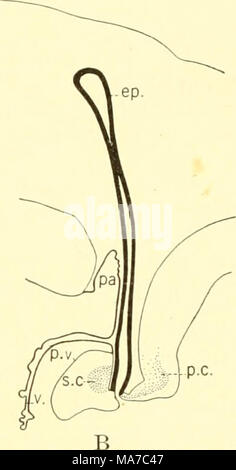 . Die knorpelfischen Fische. Abb. 214. Stufen A und B in der Entwicklung der Epiphyse region Acanthios. (Von Minot.) Ep., Epiphyse, Pa., paraphysis; s. c, posterior Commissure; s. v., postvelar Arch; s. c, Superior commissure; v., velum. in Form und verjüngt sich. l) Bestätigung des Rückenmarks. Es ist aus diesem Segment, dass die meisten der Hirnnerven auftreten; alle in der Tat außer den ersten vier ihren Ursprung hier. INTEENAL ANSICHT DES GEHIRNS EINE Sagittalschnitt durch das Gehirn ol Scymnus (Abb. 213 b) zeigt innerhalb der medulla der großen Hohlraum des vierten Ventrikel. Der Boden und die Seiten erstellen Die f Stockfoto