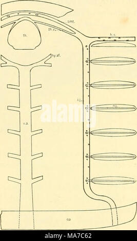 . Die knorpelfischen Fische. Abb. 184. Diagramm der inferioren Vena jugularis, Heptanclnts maculatus. (Mast Wolf - Sohn, orig.) CO., coracoid Knorpel; h. s., liyoidean Vene oder Sinus; Hy. Af., hyoidean zuführenden Arterie; ich. j., inferior Vena jugularis; nu., Nährstoff Vene; Smt., submental Vene; tli., Schilddrüse; Th. v., Schilddrüse Vene; v. a., ventralen Aorta. Adern von VERDAUUNGSTRAKT venöses Blut aus dem Di-gestive Trakt des Herzens durch die Hepatischen portal System von Adern zurückgegeben (siehe Abb. 155,/".?;., S. 166). Die wichtigsten Adern, die dieses System in Heptanchus sind: der Posterioren intestinalen, t Stockfoto