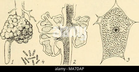 . Einfhrung in die Agrikulturmykolgie. Abb. 11. Bacteriuin radicicola. 1 Wurzel einer Lupine mit Wur-zelknöllchen, schwach Vergr.: 2 Durchschnitt durch ein Wurzelknöll-chen: stärker Vergr.; 3 Eine Zelle des Knöllchens, erfüllt mit Bakterien. 600 fach Vergr.; 4 Bakterien 1500 fach Vergr. NachWoronin und Fischer. Aus R. v. Wettstein "Handbuch der Systematischen Botanik". lieh eine solche Stickstoffixierung stattfindet. Von Bedeutung for this Erkenntnis waren auch die früheren Angaben von B. Frank (2), daß ") Genaue Literaturnachweise findet der Leser in F. Löhnis, Handb.-landw. Bakt. Stockfoto