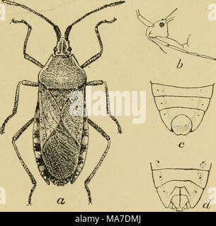 . Elementare Entomologie. Abb. 64. Squash-Bug ein, reife Frau;/', Seitenansicht, Kopf, show-ing Schnabel; c, abdominale Segmente der männlichen; d, Gleiche der weiblichen, {a, zweimal natürliche Größe; l&gt;, c, d, mehr vergrößert.) (nach Chittenden, Landwirtschaftsministerium der Vereinigten Staaten von Amerika) Stockfoto