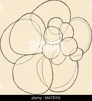 . Einführung in die experimentelle Entwickelungsgeschichte (Entwickelungsmechanik). Abb. 16. Verlagerung der Furchungszellen durch Aethereinwirkung (nachE. B. Wilson). Eine andere Methode, um die furchungszellen schon von vorn - hierin eine atypische gegenseitige Lagerung zu bringen, hat Driesch angewandt, jahrforschung er sterben Furchung vom Ei ab unter Druckwirkung vor sich gehen liess. Dies kann einfach mit dem Objektträger unter dem Deckglas geschehen, das durch eine Borste bin völligen Aufliegen verhindert wird; der Verdunstung muss durch Einschluss der Präparate in eine feuchte Kammer (der mit War Stockfoto