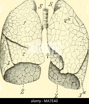 . Einführung in die vergleichende Anatomie der Wirbeltiere, für Studierende. Abb. 269. 270. Abb. 269. Seh emat isclie English dos B Ronchi albaumes de r Säugetiere. A und V Arteria und Vena pulmonalis, ein beiderseitiger, bronchialer, "eparterieller "Bronchus, h Reihe der ^hj-parteriellen" Ventralbronchien, c der" Dorsalbronchien hyparteriellen". Abb. 270. Eine Rechte Ausfallschritt des Mau Iwur Fes, welche Sterben gänzlich ungelappte linke Ausfallschritt mit einem Volumen 2 - 4 Mal übertrifft. B beide Lungen des Men-schen von der Ventralseite gesehen. 1,2,3,4,5 sterben verschiedenen Lungenlappen, 2^ und 5 "de Stockfoto