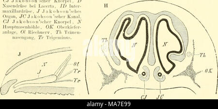 . Einführung in die vergleichende Anatomie der Wirbeltiere, für Studierende. Stockfoto
