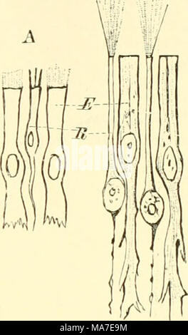 . Einführung in die vergleichende Anatomie der Wirbeltiere, für Studierende. Abb. 178. Epithel d c r Rieehsehleimliaut, ein voll P e t r o m y z o n P 1 a n c r i, B 8 von 1 m a ii d r a a t r a. E Ei) ithelzflleii, E Rieeh - zelU "ii. a) Fische. Bei Amphioxiis ist Ihr Browser kann leider keine eingebetteten Frames anzeigen sterben schon erwäbnte, dem Vorderende des centralen Nei habe nsystems linkerseits und dorsalwärts Wimpergrube aufsitzende, zu der ein Unpaarer Nerv tritt, als Geruchsorgan zu deuten. Bei Petroniyzoiiteii und 3 Iyxiiioi (leii stellt das PAARIG sich anlegende Riechorgan einen dicht vor dem Schädelkavum gelagerten, äußerlich unpaaren Sack Stockfoto