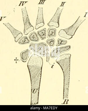 . Einführung in die vergleichende Anatomie der Wirbeltiere, für Studierende. Stockfoto