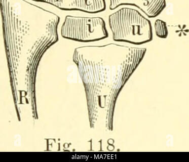 . Einführung in die vergleichende Anatomie der Wirbeltiere, für Studierende. Stockfoto