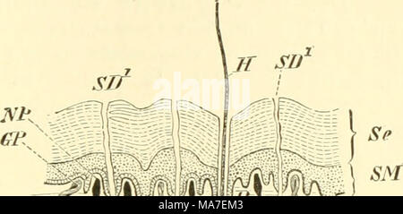 . Einführung in die vergleichende Anatomie der Wirbeltiere, für Studierende. sten^), deren Bälge von Venösen, zwischen der äußeren und Zusatzger&aumlte Follikelschicht Bluträumen liegenden umgeben, und mit sehr starken Nerven (N. trigeminus) versehen sind. This "sinushaare "Sindh schwellkörperhaltig. Auch die gewöhnlichen Haare nebenbei fungieren als Sinnesorgane, denn auch sie sind stets gut Innerviert, und dies gilt vor allem für nächtlich lebende Tiere. Borsten bilden die übergangsstufe 7 Sterben ai dm Stachelkleid, wie es manche Säugetiere charakterisiert. Wie sterben Federn / sog. Fluren, so Stockfoto