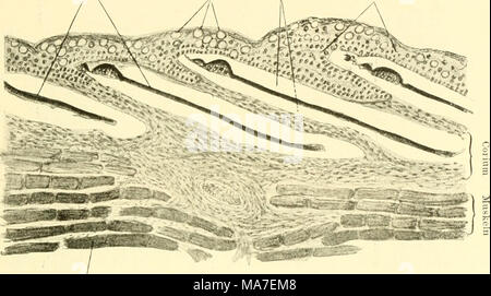 . Einführung in die vergleichende Anatomie der Wirbeltiere, für Studierende. Muskeln Abb. 4. Durchschnitt durch die Haut der Forelle (junges Exemplar von 15 cm Länge). (Seitliche Schwanzregion.) AVas sterben Doppelatmer (Dipiioi) betrifft, so spielen hier ein-zellige und mehrzellige, Top einfach gebaute Hautdrüsen bei dem afrikanischen Lungenfisch (Protopterus annectens) eine wichtige Rolle. Da sich dieses Tier 5/6 der Regenlosen Zeit tief in der Höhle Schlammgrund einbohrt, um darin einen Sommer - Schlaf zu halten, wird im of this Periode seine, ursprünglich in eine feuchte Umgebung berechnete Ha Stockfoto