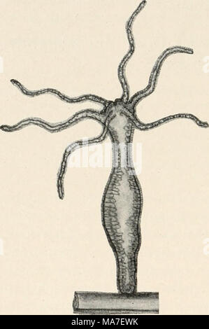 . Einführung in die Biologie. Abb. 96. Hydra des süßen Wassers auf Unterlage festgeheftet. Stockfoto