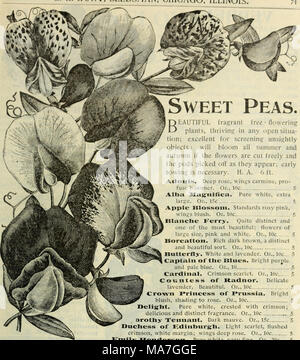 . E.H. Hunt: seedsman. Zuckererbsen. Zarte Rose, Flügel milchig Kairy Königin. weiß. Oz, 10 C... Isa Eckford. Cremeweiß, schattigen Rosy pink. Oz, 10 c5 Lottie Ecltford. Rose und Weiß, umrandet mit Blau. Oz" 15 c 5 Miss Jagd. Zarte blau. Oz, 10 c5 Monarch. Standards bronzy - Crimson, Flügel tief Blau. Oz, 10 c5 Frau Gladstone. Große Blüten, Normen soft pink, Flügel Fleisch getönt. Oz, 10c 5 Frau Sankey. Eine der besten weißen in den Anbau. Reines Weiß, groß und auf langen Stielen getragen. Oz, 20 c5 Xellie Janes. Rosa und Weiß, Bemerkung - gekonnt reichblühend. Oz, 10 C. 5 Orangre Prin Stockfoto