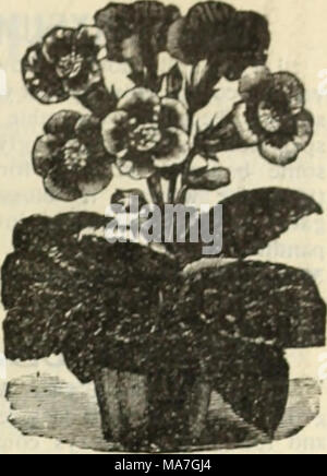 . E.H. Hunt: seedsman. Die GLOXINIA. GOMPHRENA NANA. (GLOBE AMARANTH. Eine ausgezeichnete ewigen oder immortelle; Blumen weltweit - Form, violett, orange und vielfältig. Behalten Ihre Form und Farbe, wenn getrocknet; sind auch gut für das Schneiden wie frische Blumen. Ist in. 11.A. Gemischt 5 GYPSOFHILA. Kleine, weiße duftende Blüten, getragen auf langen gefiederten stammt. Keine Blume bringt mehr Licht und Gnade zu einem Blumenstrauß als dieses, und wenn einmal angebaut werden unerlässlich. In der Blüte durch den Sommer vom 1. Juli bis zum Frost. H. A. Elegrans. H. A. 6 Zoll 5 Paniculata. H. S. 2 bis 3 ft. 5. Stockfoto