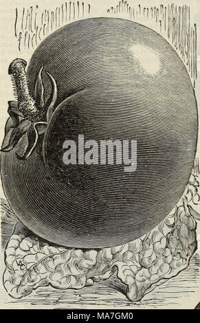 . E.H. Hunt: seedsman. Tomate. Kultur. Für die frühen Pflanzen säen in Hot-betten Anfang März, in Bohrer" 5 Zoll auseinander und % Zoll tief; wenn die Pflanzen ca. 2 Zoll hoch, Transplantation in einen anderen Hot-Bett 4 Zoll auseinander jeder Art; Pflanze, die in den offenen Boden Anfang Mai, oder Sobald Gefahr von Frost vorbei ist, 4 Meter auseinander pro Weg in den Hügeln, die einen Shovelful von Gut verrottetem Dünger mit dem Boden vermischt haben sollen. Wasser frei zum Zeitpunkt der Transplantation; wenn die erste Frucht eingestellt ist, drücken Sie die Enden der Zweige frühen Frucht zu erhalten. Genügend Pflanzen für einen kleinen Garten können gro werden Stockfoto