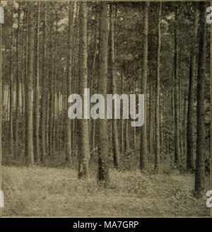 . Elementare Botanik. Abb. 479. Verlassene Feld, Alabama, Verkaufen von Kiefern aufgeforstet (Foto von Prof. 1*. H. Mell.) im Bild vorgestellt. 478 darstellt, wie verlassene Felder mit dem Besen getroffen werden - Segge, später von Kiefern zu folgen, und später durch einen Wald wie in Abb. 1 gezeigt. 479. 688. Im Staat New York vielen verlassenen Hügel langsam wieder aufgeforstet wurde von der Natur mit den White Pine. Abb. 480 rep-nimmt eine Gruppe von sich selbst gesät Kiefern reichen von drei bis sechs Stockfoto
