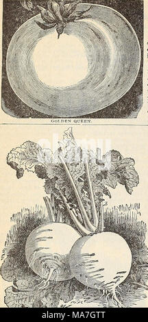 . E.H. Hunt: seedsman. Gelbe Pflaume. Zum Beizen und Konservierung. Pkt., 5c. Red Cherry. Größe einer Kirsche. Pkt., 5c. Rote Johannisbeere. Kleine wachsen in Clustern. Pkt., 5c. Boden Kirsche oder Tomatillo. Auch als 6 'z' raw-bcrry Tomate, von vielen für die Erhaltung und für das Essen aus der Hand geschätzt. Gut für Kuchen, und ist sehr fein Zucker getrocknet. Pkt., 5 C.; Oz, 30 C. Thorburn Long-Keeper. Eine bemerkenswerte Vielfalt orig. fremdwährungsabschlüsse durch Herrn E.S. Carman, Herausgeber des ländlichen Ne-v Torker, als das Ergebnis von 13 Jahren sorgfältiger Auswahl an das Ende der Sicherung von Earl y Reifung und lange Haltbarkeit in der Stockfoto