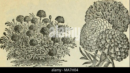 . E.H. Hunt: seedsman. Ringelblumen. Ringelblume ein Bekannter magnitlcer. t Pflanze, mit stattlichen doppelte Blüten der reichen und schönen Farben und schön, kompakt, grüne Laub, eine wunderbare Wirkung in fast jeder Situation. Die Afrikanische ist größer und auffälliger in großen Betten und Gebüsch Grenzen, während die Französische Vor füllt, oder ist in den kleinen Betten verwendet. H.H.A. M. Doppel Afrikanischen. Farbtöne von Gelb. 2 ft 5 - Doppel Französisch. Gelb, Braun und Rot, ich ft5-El Dorado. Zitrone, Orange und goldenen Farbtönen. Flow-ers von immenser Größe, drei bis vier Zoll im Durchmesser, in der Nähe von-ly rund, sehr Dou Stockfoto