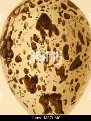 . Eier der Britischen Vögel, mit Ihrer Zucht-Gewohnheiten. Limicolae. Mit 54 farbigen Platten. Stockfoto