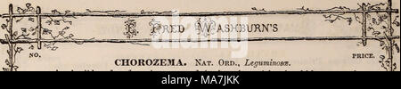 . E. Fred Washburn's Amateur kultivator Leitfaden für die Blume & Amp; Küche Garten für 1880. s Preis. CHOROZEMA. Nat. Ord., Leguminoscs. Einen herrlichen üppigen blühenden Gattung von Sträuchern, deren bunten Blüten und würdevollem Gewohnheiten Leser sie bemerkenswert effektive Objekte für Wintergarten oder Grünen Haus Dekoration; am Besten sind in sandigem Torf und Lehm. Gewächshaus Sträucher. 684 Iixed Chorozema, 3. Auch mehrere feine Sorten2o ZINERARIE. Nat. Oed., Compositoe. Ein bekannter Liebling gratis - blühende Pflanze, die Haa^werden In prächtigen 6 Webstuhl durch den größeren Teil des Jahres, und ab. Stockfoto