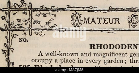 . E. Fred Washburn's Amateur kultivator Leitfaden für die Blume & Amp; Küche Garten für 1880. Der ULTIVATOK MUIDK. } 23 ,05 PKicsa RHODODENDRON. Nat. Ord., Ericaceee. Eine bekannte und wunderschöne von der Gattung reichblühend immergrüne Sträucher; sollte einen Platz in jedem Garten einnehmen; thiives Beste im Moorboden. Winterharte Stauden. 595 Rhododendron. Feinste gemischte Sorten, von der Wahl der Bezeichnung Blumen. -V. ROSE CAMPION. Nat. Okd., Caryopliyllacece. Die Rose Campions sind vollkommen winterhart und sehr leicht Rai" Ed aus Samen und wird auch zurückzahlen, die wenig Pflege benötigen. Die Blüten auf langen Stielen produziert werden, blo Stockfoto