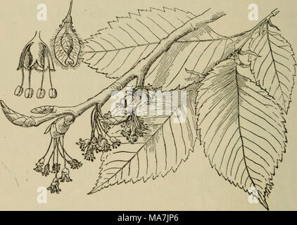 . Elementare Botanik. Abb. - 347 - Spray der Blätter und Blüten der amerikanischen Elm; links oben ist Teil der Blume, neben geflügelten Samen (Samara). Wenn die Blätter zunächst aus der Knospe kommen bald abfallen. Die Blüten sind in der seitlichen Cluster, die aus den Blattachseln entstehen, und im Frühling erscheinen, bevor die Blätter. Sie hängen durch lange Stiele und die Blüten sind nicht vorhanden. Der blütenkelch ist Glockenförmig, und 4-9 - clett auf die Marge. Die staubgefäße unterscheiden sich auch in der Anzahl in etwa den gleichen Anteil. Ein Teil der Blume in Abb. 347 zeigt die Anordnung der Teile, die Eierstöcke in Th Stockfoto