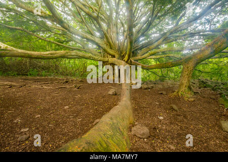 Eine große Banyan Tree entlang der Wanderung bis O'heo Gulch in Haleakala National Park, im Bereich der Kipahulu Hana auf Maui, Hawaii, USA. Stockfoto