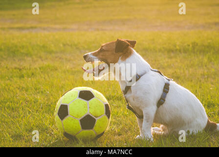 Glücklicher Hund mit einem Ball auf Gras nach dem Spiel Stockfoto