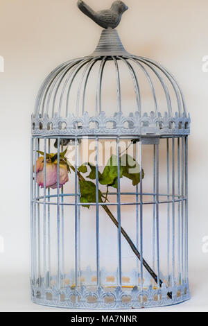 Sterben in Vögel Käfig rose Stockfoto