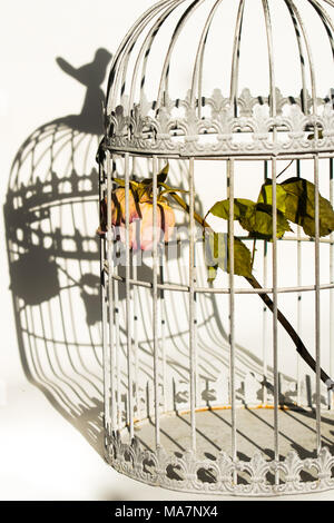 Sterben in Vögel Käfig rose Stockfoto