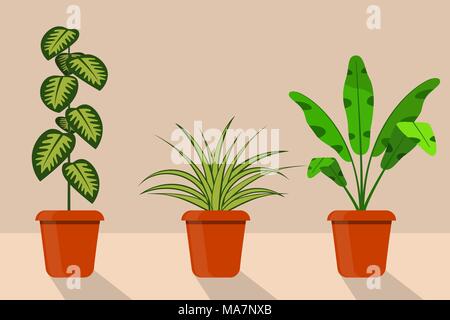 Flat Style Zimmer Pflanzen in Töpfen, Vector Illustration. Chlorophytum, dieffenbachia Stock Vektor