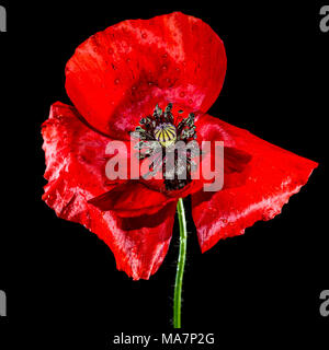 Eine Makroaufnahme eines roten Mohn erschossen vor einem schwarzen Hintergrund. Stockfoto