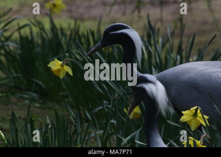 Ein paar Demoiselle Krane wandern in einigen Gärten. Stockfoto