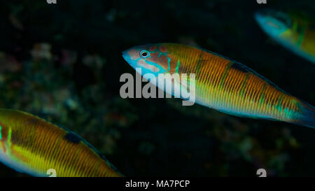 Reich verzierte Lippfische (Thalassoma pavo) in Mar de las Calmas Marine Reserve (El Hierro, Kanarische Inseln, Spanien) Stockfoto