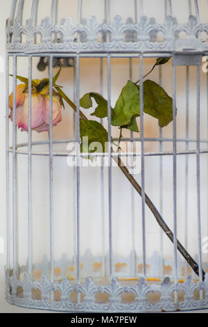 Sterben in Vögel Käfig rose Stockfoto