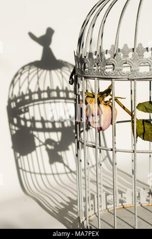 Sterben in Vögel Käfig rose Stockfoto