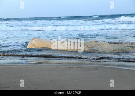 Wal auf dem Platamona Strand - Sassari Sardinien gestrandeten Norh Stockfoto