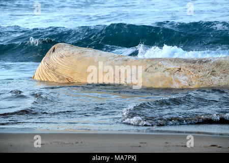 Wal auf dem Platamona Strand - Sassari Sardinien gestrandeten Norh Stockfoto