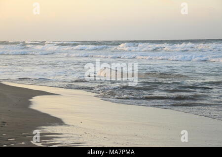 Wal auf dem Platamona Strand - Sassari Sardinien gestrandeten Norh Stockfoto