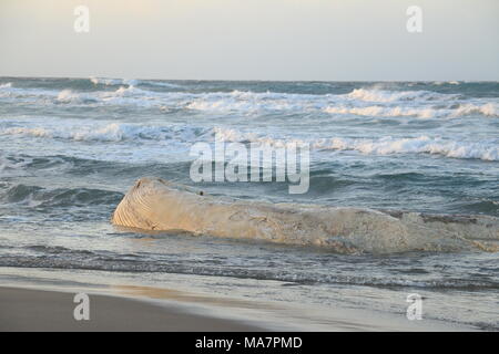 Wal auf dem Platamona Strand - Sassari Sardinien gestrandeten Norh Stockfoto