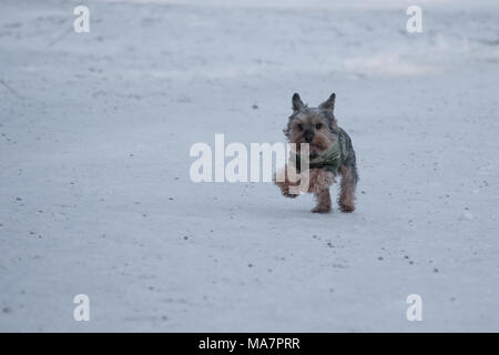 Yorkshire Terrier Laufen auf Schnee im Winter mit der Kleidung Stockfoto