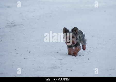 Yorkshire Terrier Laufen auf Schnee im Winter mit der Kleidung Stockfoto