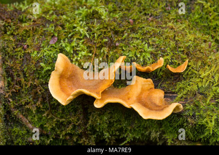 Hairy Curtain Cruste (Stereum hirsutum) Pilze auf einem moosbedeckten Holzboden in Dartmoor, England. Stockfoto